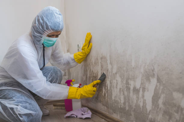 Best Same-Day Mold Removal  in Parkwood, WA