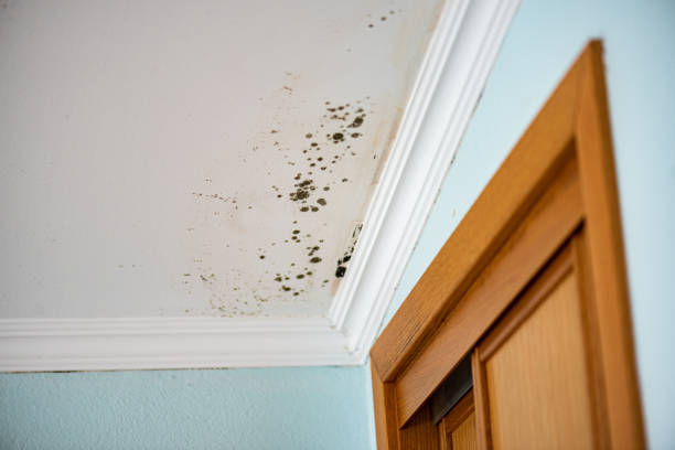 Best Crawl Space Mold Removal  in Parkwood, WA