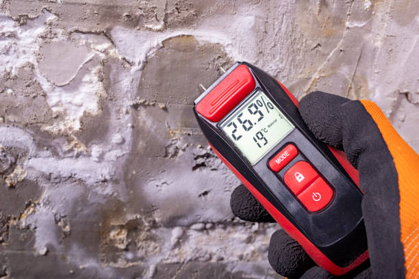 Best Commercial Mold Removal  in Parkwood, WA