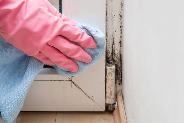Attic Mold Removal in Parkwood, WA